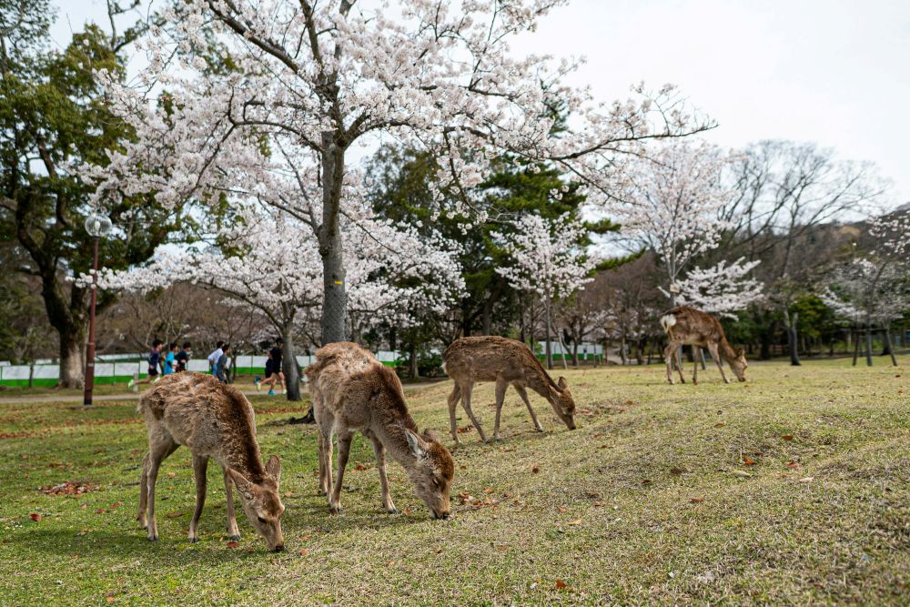 Sacred deer under cherry blossoms, Nara Park